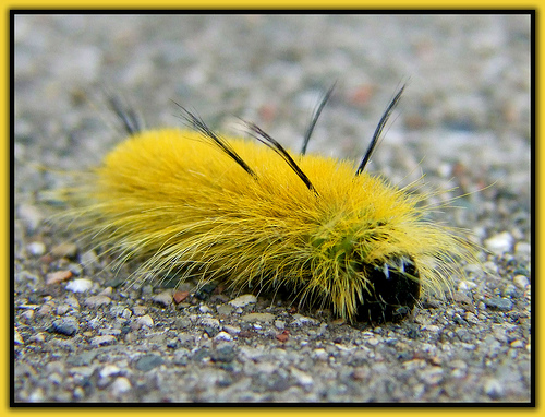 Fuzzy Sunshine